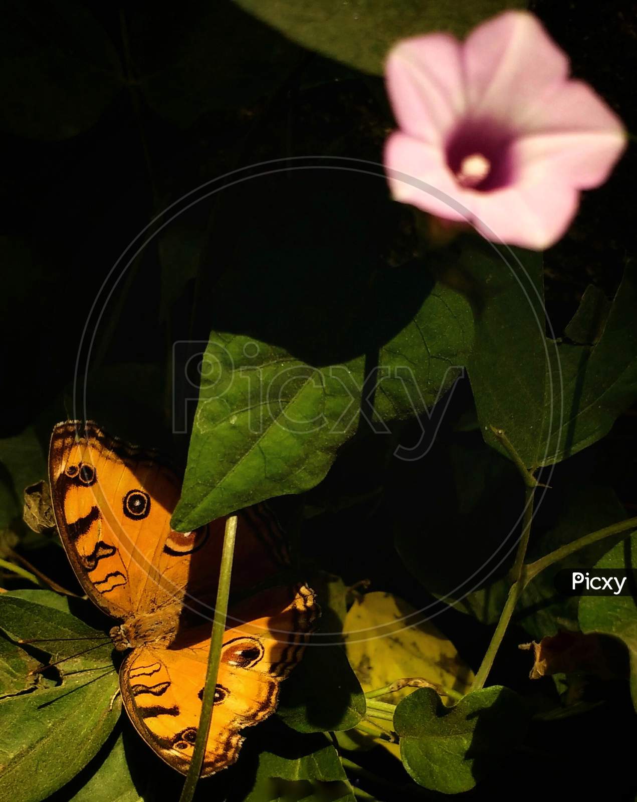 The innocent flower and butterfly