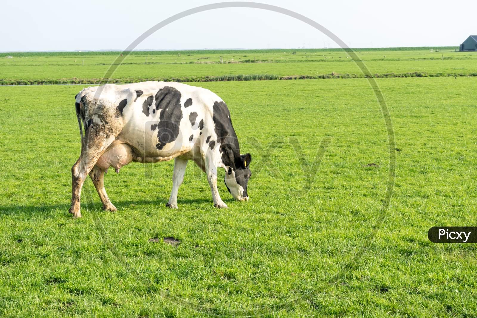 Netherlands,Wetlands,Maarken, A Cow Standing On Top Of A Lush Green Field
