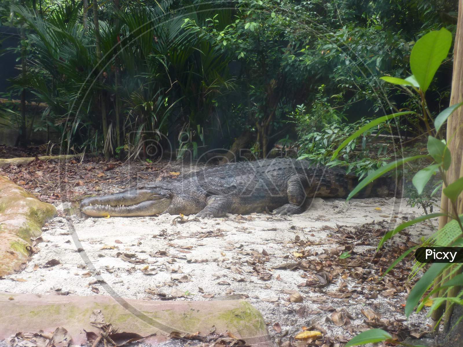Crocodile in Singapore Zoo