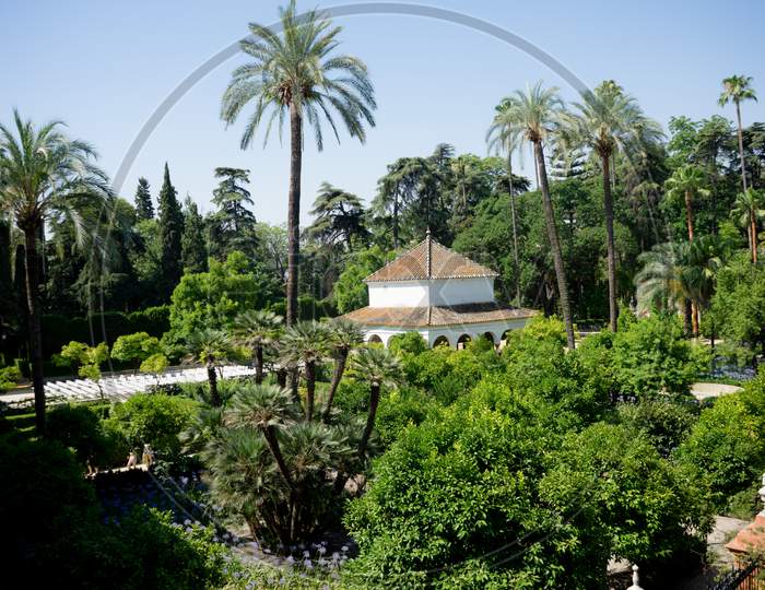 Seville, Spain - June 19: The Palm Tree In The Alcazar Garden, Seville, Spain On June 19, 2017.