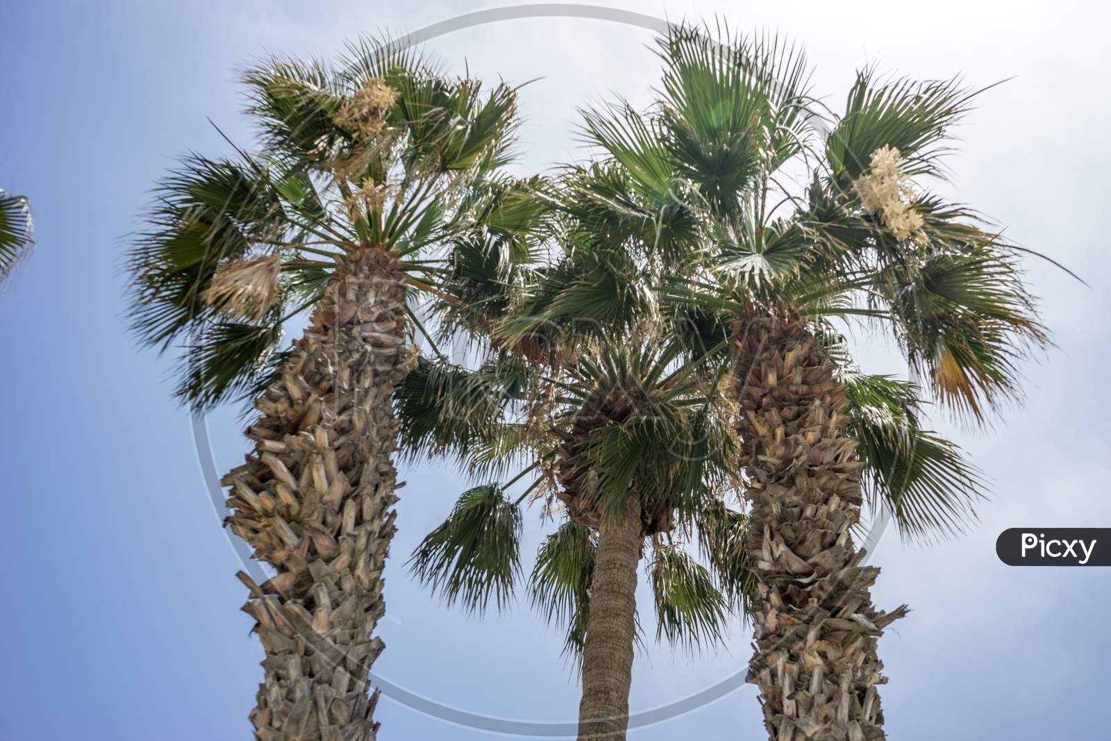 Tall Palm Trees Along The Malagueta Beach In Malaga, Spain, Europe