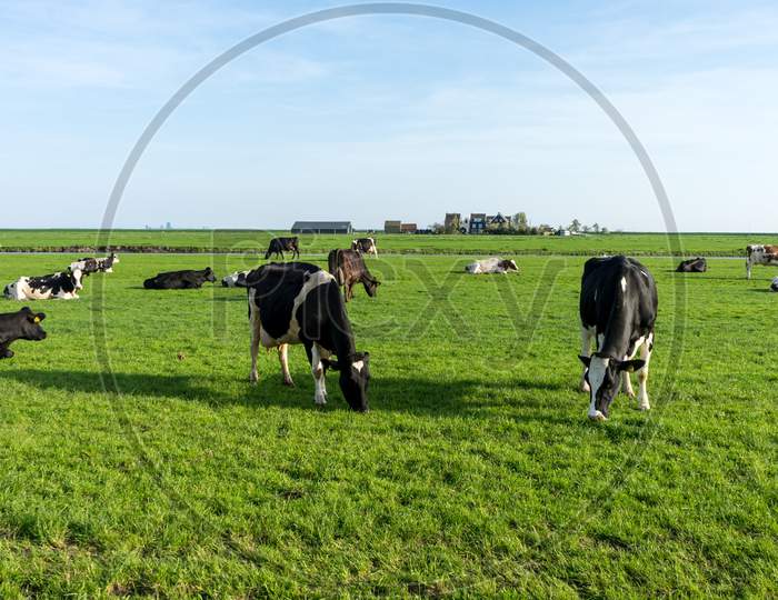Netherlands,Wetlands,Maarken, A Herd Of Cattle Grazing On A Lush Green Field