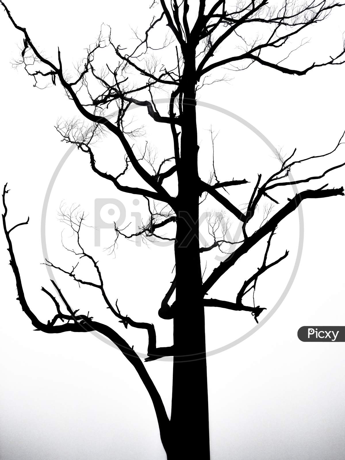 Beautiful Black And White Tree Without Leaves
