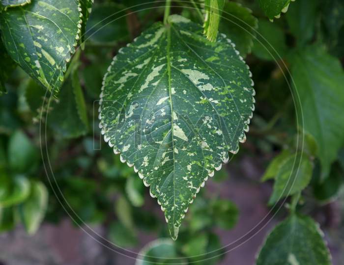 Unique White Dotted Green Leaf