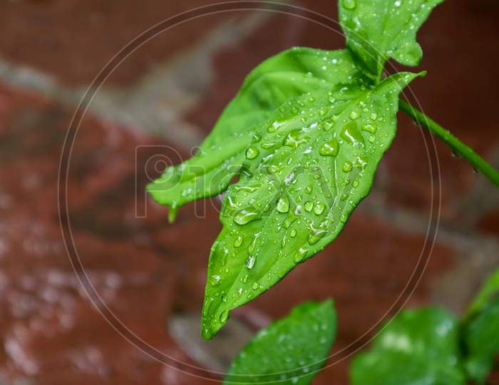 Shinning Rain Water Drops On A Leaf With Blur Background