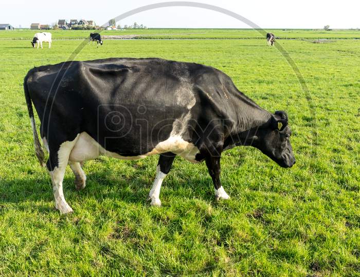 Netherlands,Wetlands,Maarken, A Black Cow Standing On Top Of A Lush Green Field