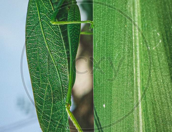 Green bush cricket grasshopper on a large leaf vertically up