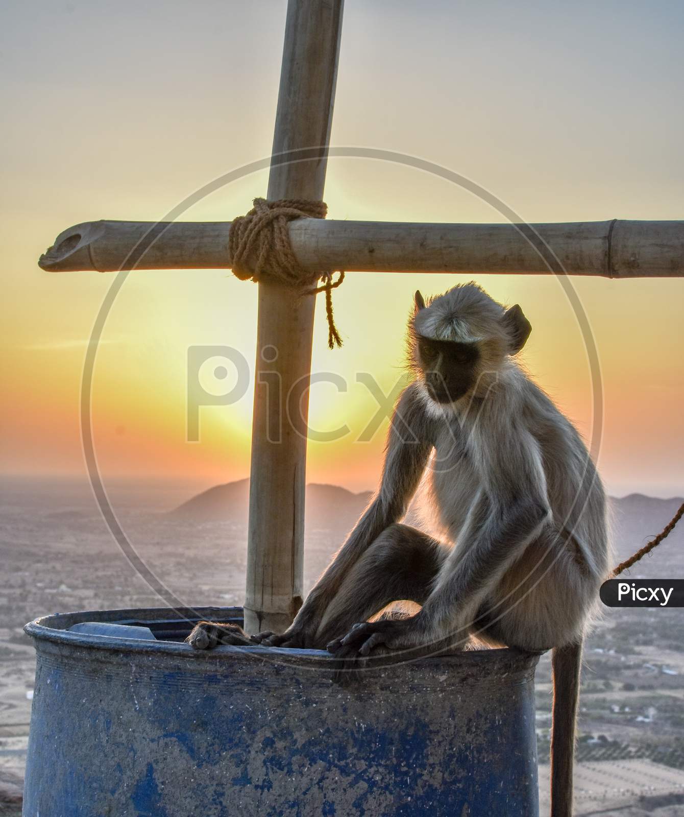 sunset and monkey
