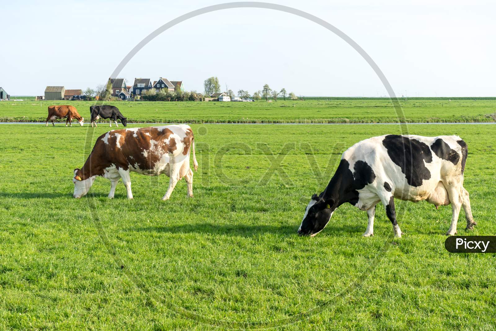 Netherlands,Wetlands,Maarken, A Group Of Cattle Grazing On A Lush Green Field