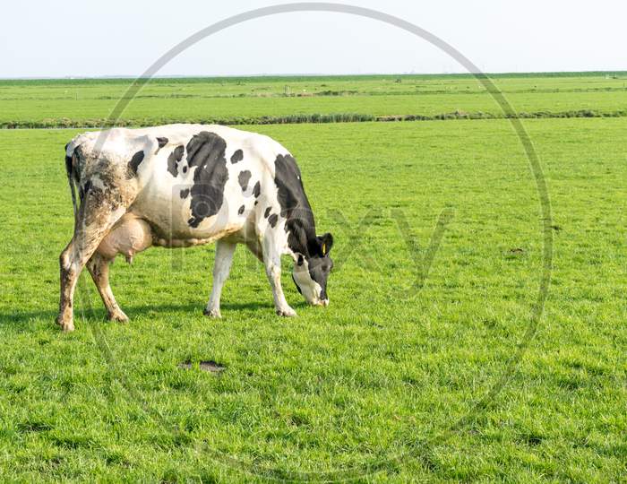 Netherlands,Wetlands,Maarken, A Cow Standing On Top Of A Lush Green Field