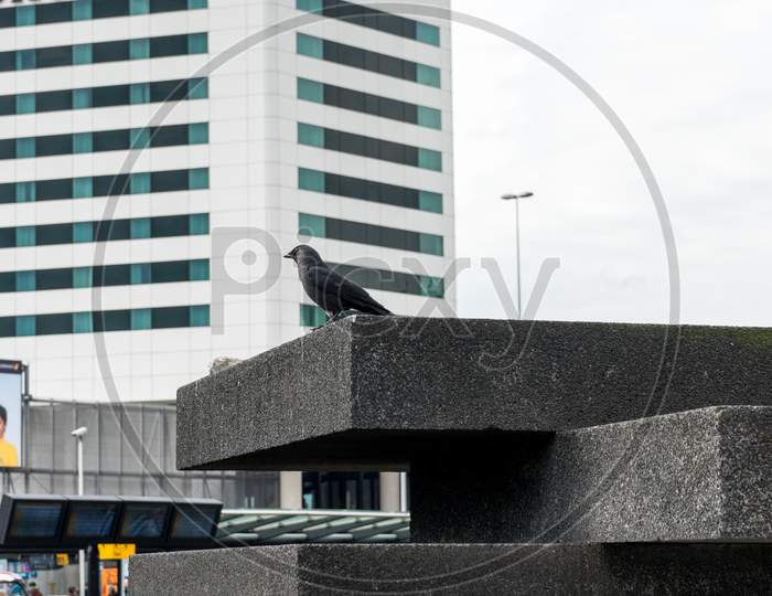 Netherlands, Hague - 30 March 2018:  Crow Sitting In Front Of Sheraton Hotel At Schiphol,
