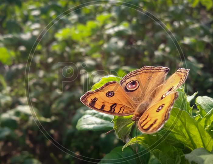 Red butterfly in the green leaf