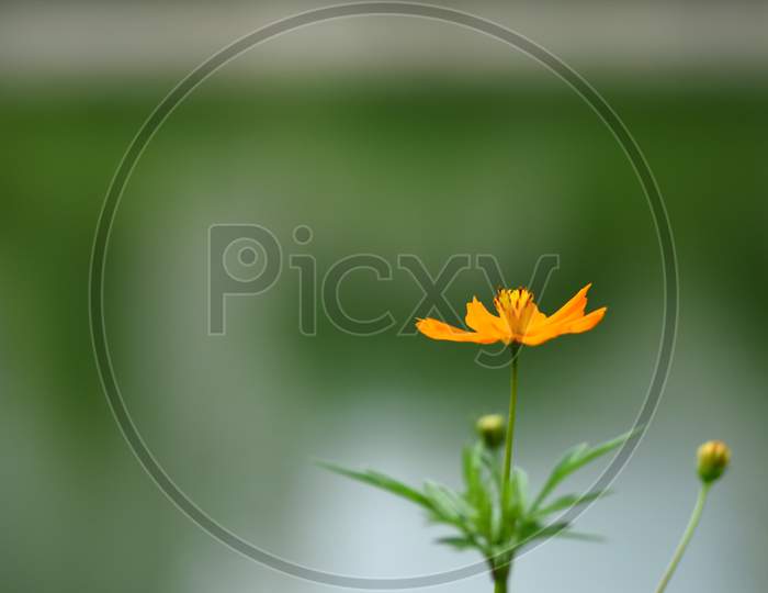 A Flower Portrait
