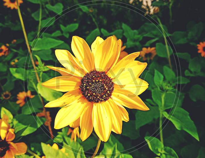 sunflower image, yellow flower, nature