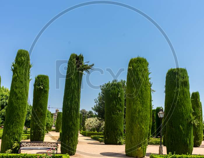 Spain, Cordoba, Low Angle View Of Trees Against Clear Blue Sky
