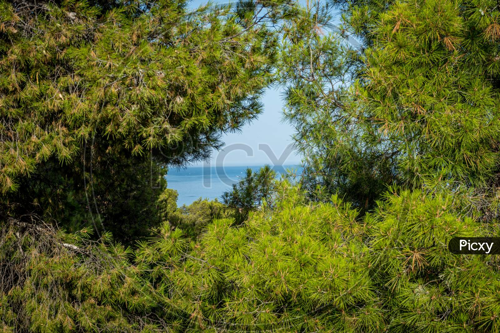 The Sea Viewed Through The Gap Between The Trees In Malaga, Spain, Europe On A Bright Summer Day