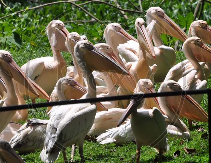 A Flock Of Rosy Pelicans Seen Near A Pond Inside Assam State Zoo Cum Botanical Garden, In Guwahati Sep 3, 2020.