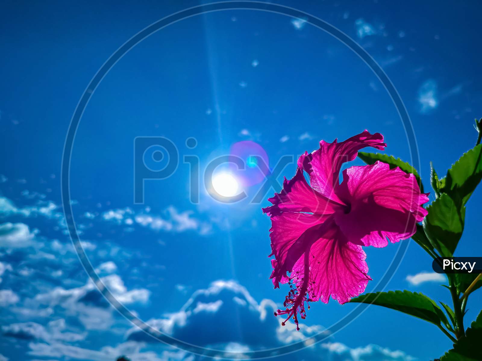 Flower with sky
