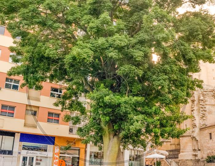 Spain, Malaga, - 24 June 2017: A Large Tree Beside The Cathedral Of Malaga
