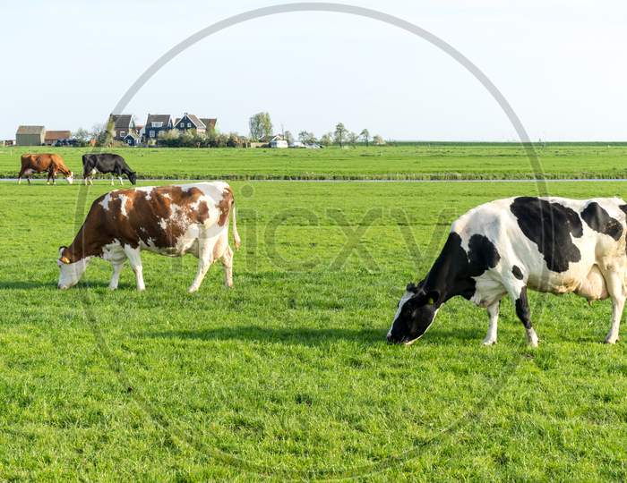 Netherlands,Wetlands,Maarken, A Group Of Cattle Grazing On A Lush Green Field