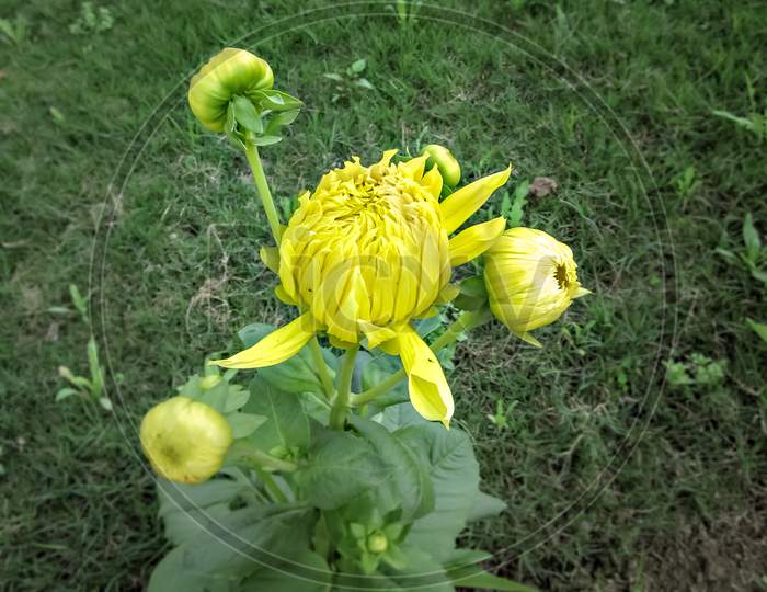 Bright Yellow Blooming Dahlia Flower Bud In Park With Green Background.
