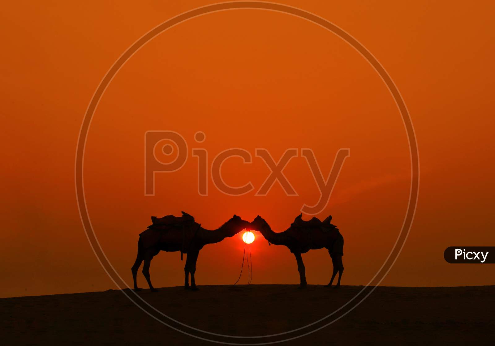 A lovely sunset for two camel