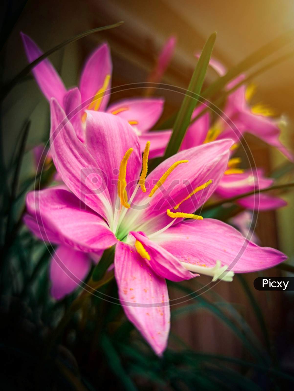Pink lily flower , Rain lily
