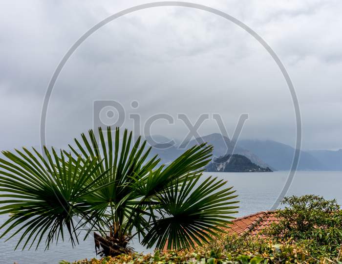 Italy, Varenna, Lake Como, A Group Of Palm Trees Next To A Body Of Water