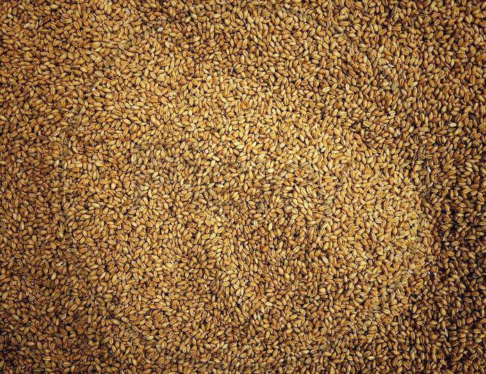 Close up shot of Wheat