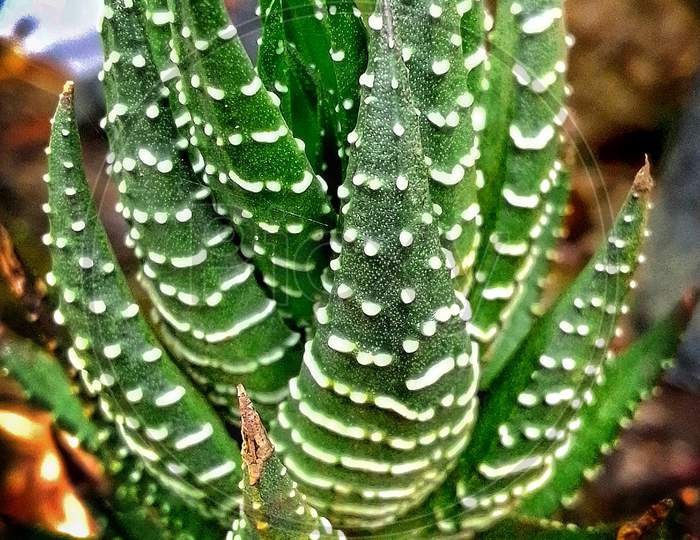 Botany cactus plant