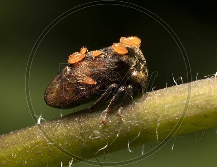 A stem borer bug with parasite