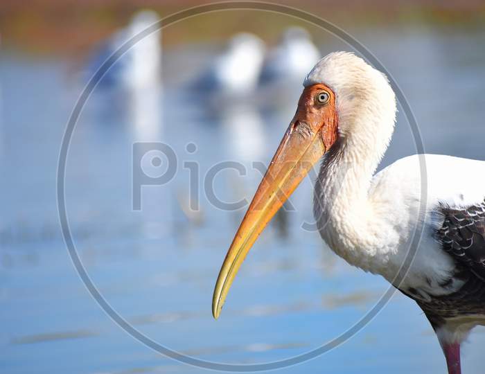 Painted stork close-up of long beak