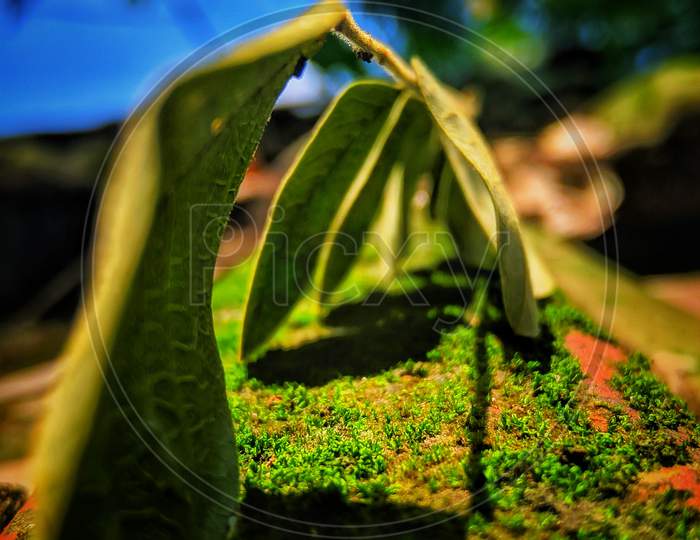 A macrophotography of an leaf with grass in 2020