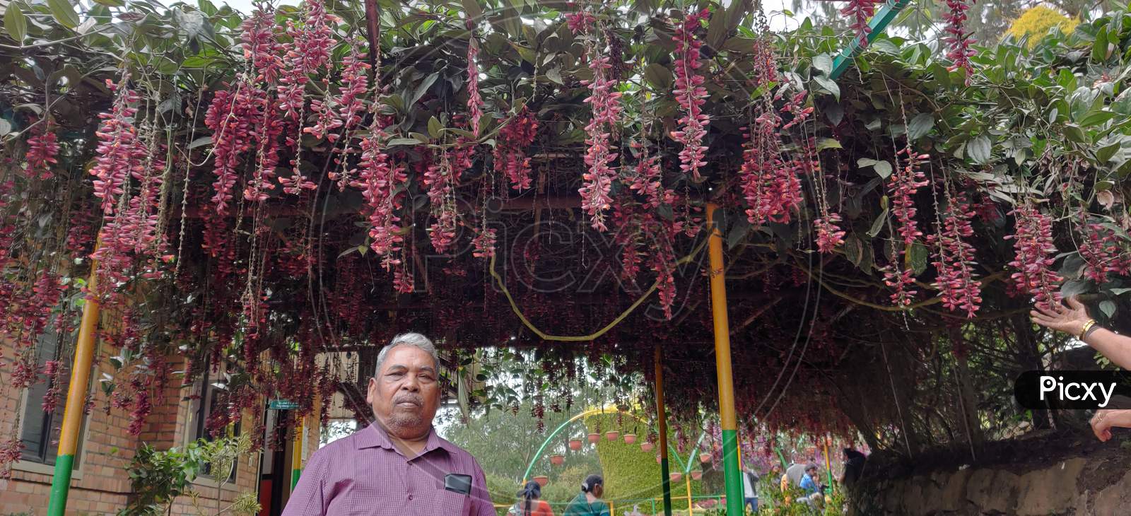 Munnar flower garden