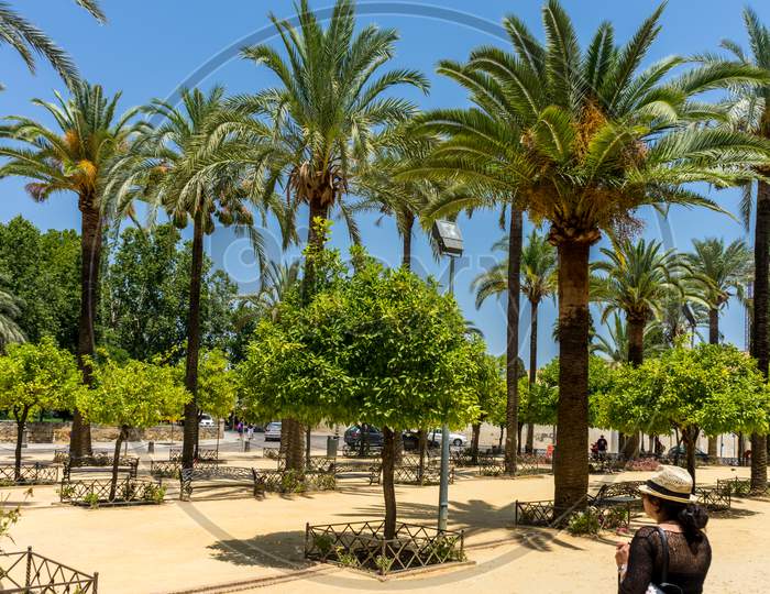 Spain, Cordoba, Palm Trees On Beach Against Clear Sky