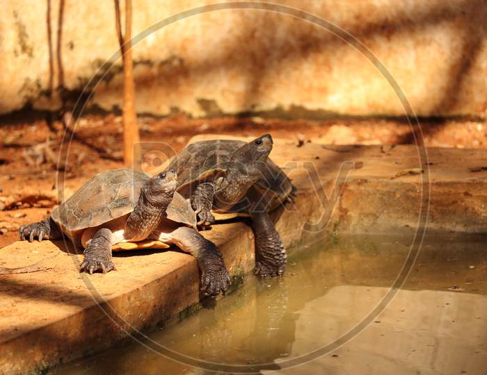 Twinning tortoises