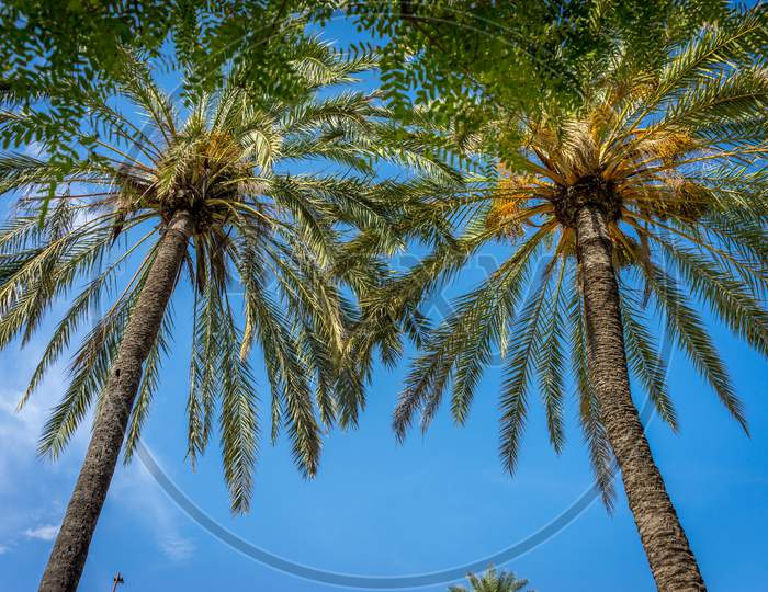 Palm Trees Against A Blue Sky In Seville, Spain, Europe