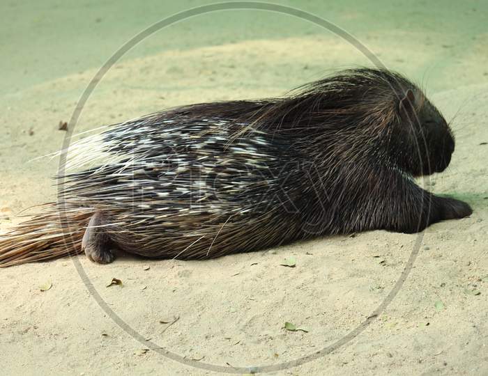 Porcupine relaxing
