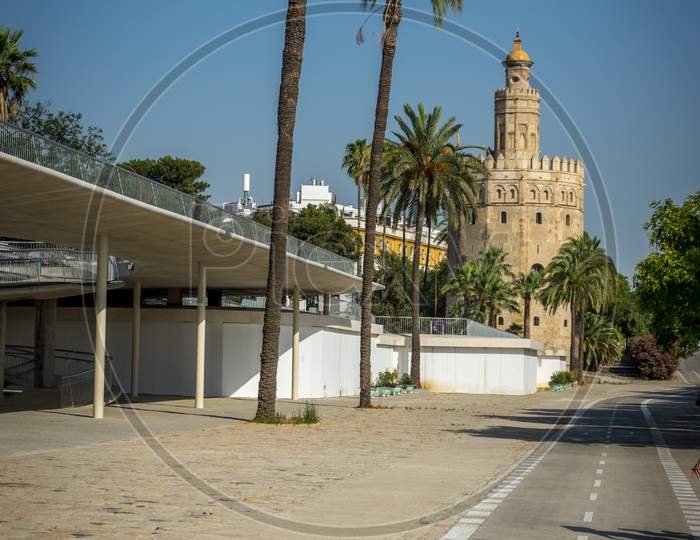 Palm Trees Against A Blue Sky In Seville, Spain, Europe Wih Torre Del Oro In The Background