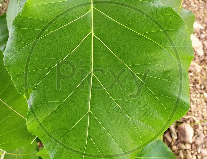 Fresh Big Green Teak Tree Leaf/Leaves In Gujarat, With Beautiful Natural Pattern Background Flame of The Forest ,Closeup Leaf/Leaves Texture.
