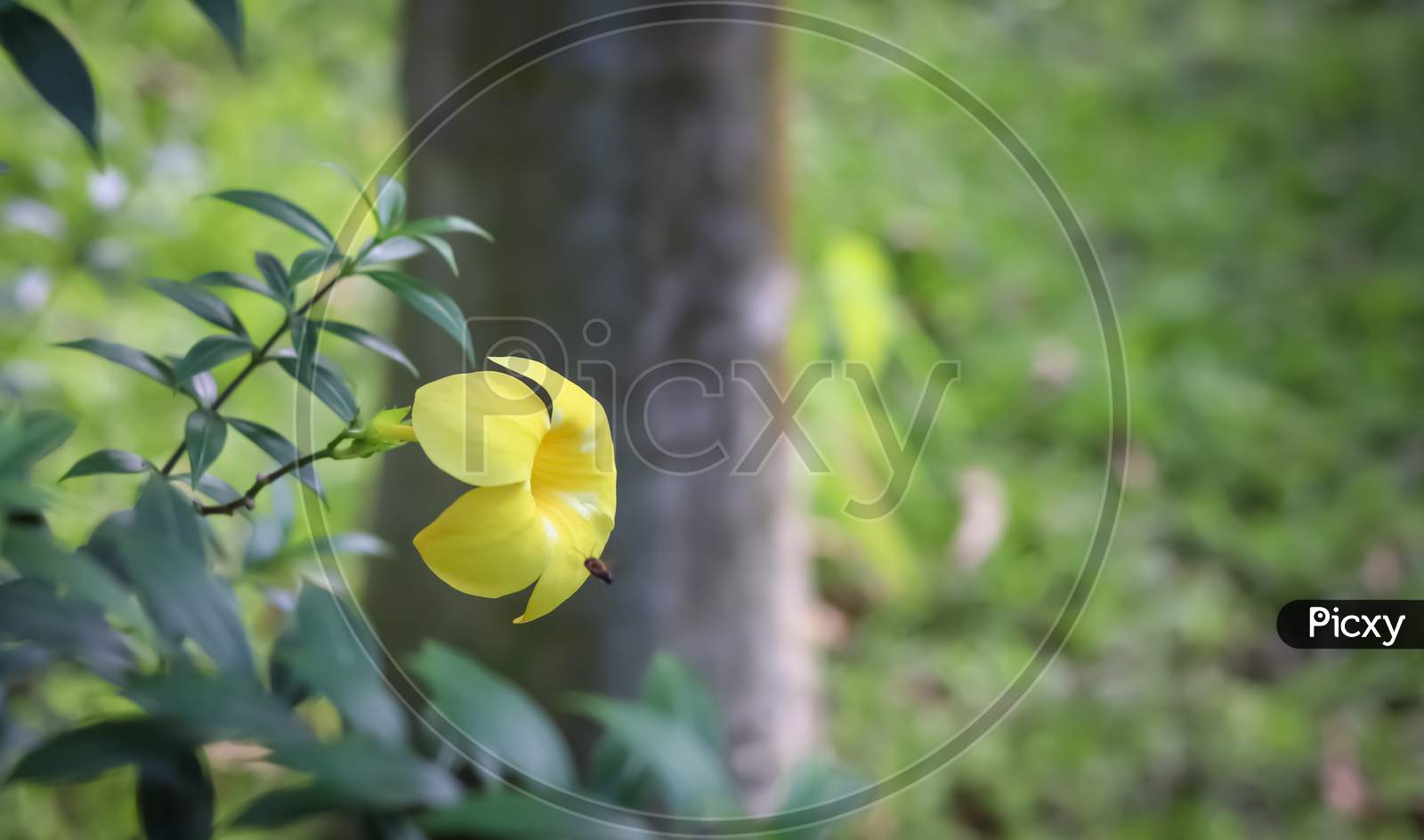 Yellow flower in the green background