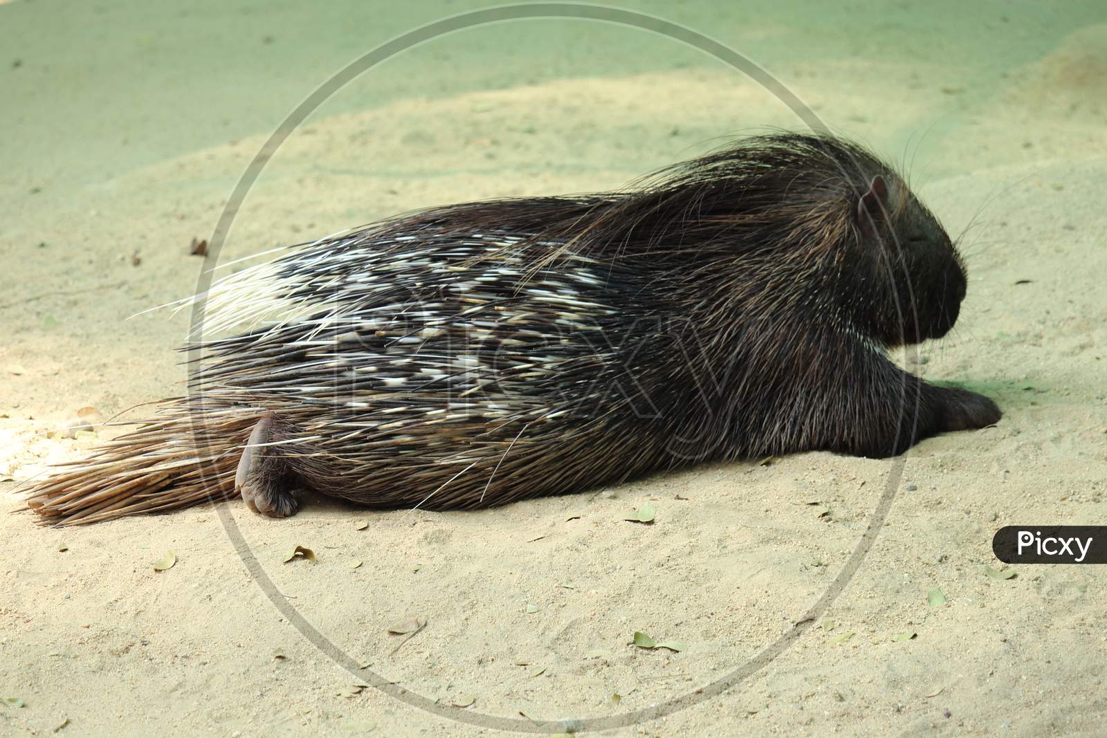 Porcupine relaxing