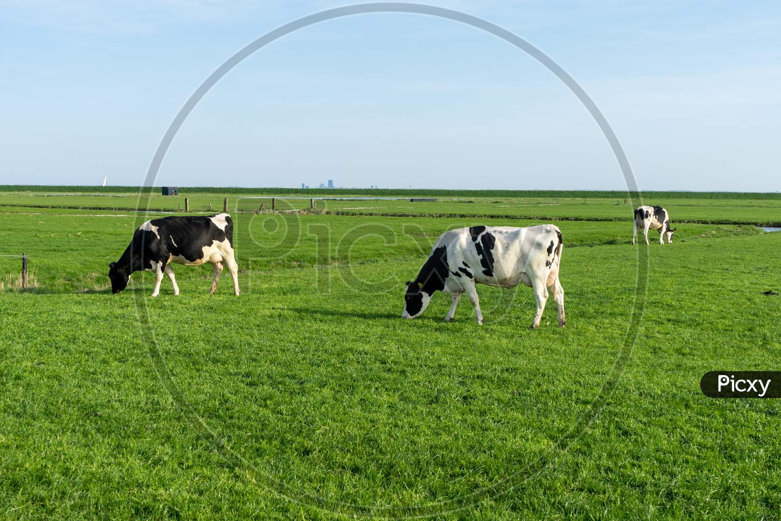 Netherlands,Wetlands,Maarken, A Herd Of Cattle Standing On Top Of A Lush Green Field