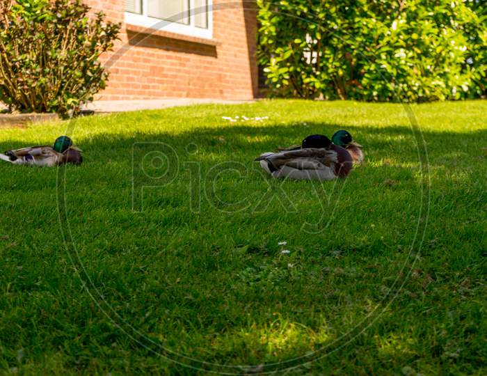 Netherlands, Giethoorn, Ducks Lying On Green Grass