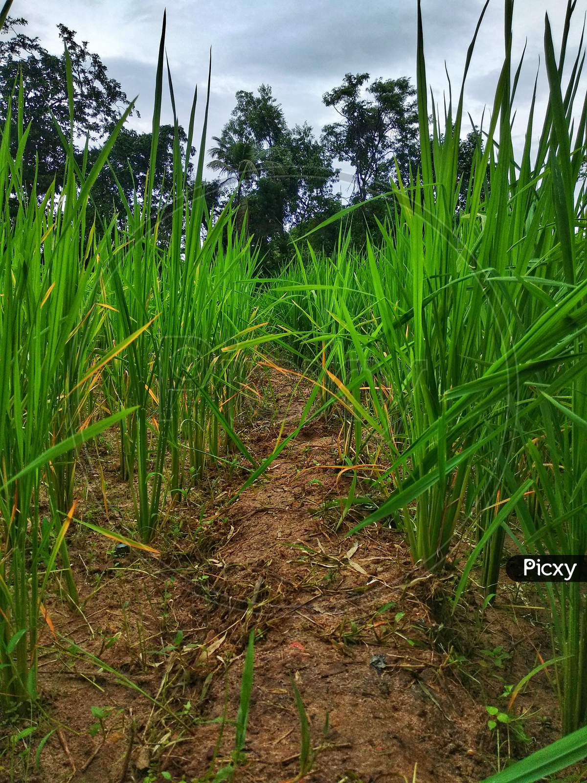 Rice crop