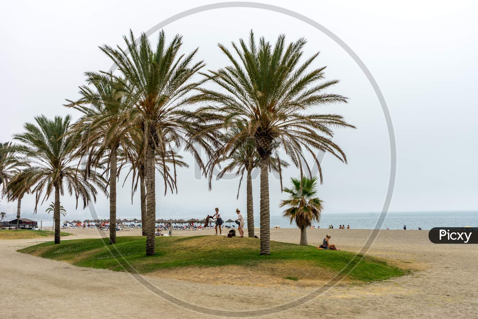 Tall Palm Trees Along The Malaguera Beach With Ocean In The Background In Malaga, Spain, Europe