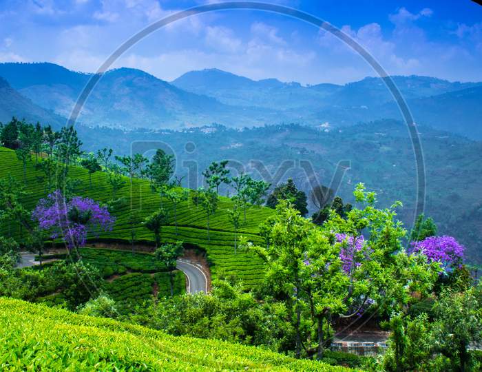 Tea Garden, Otty, Nilgiri hills