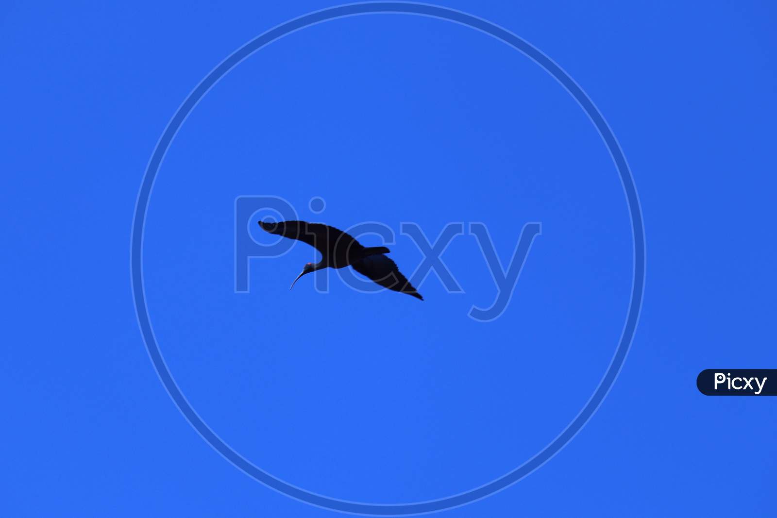 Flying bird on blue sky