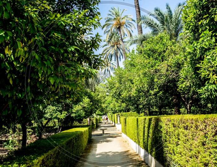 Spain, Seville, Footpath Amidst Palm Trees Against Clear Sky