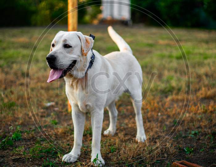 Labrador Dog, White dog